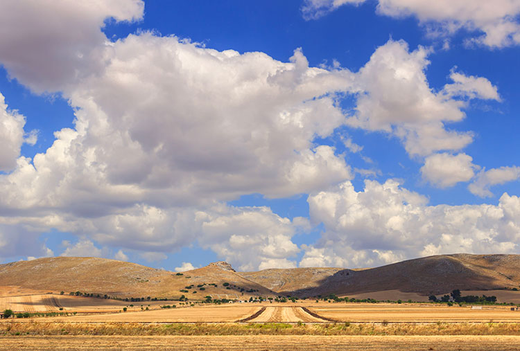 L'oro giallo di Puglia: il grano