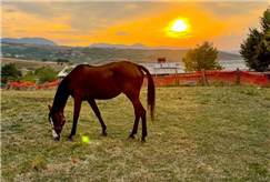 13/02: 1 Notte nella Natura a San Valentino in Mezza Pensione o Pensione Completa per 2 persone