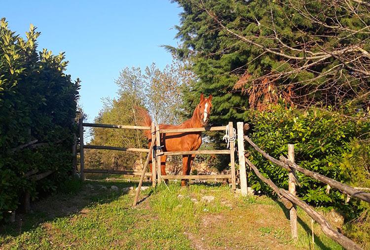 Agriclub Il Cavallino