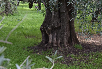 prodotto