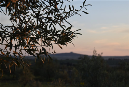 prodotto