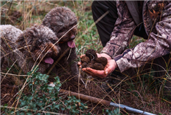 Tartufo Experience con Passeggiata e Lezione Guidata con Pranzo e Degustazione di Prodotti Tipici per 1 o 2 persone
