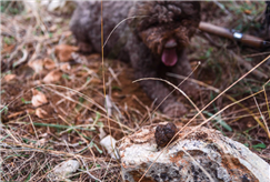 6/04: Tartufo Experience a Pasquetta con Passeggiata e Lezione Guidata con Pranzo e Degustazione di Prodotti Tipici per 1 o 2 persone