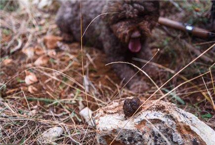 6/04: Tartufo Experience a Pasquetta con Passeggiata e Lezione Guidata con Pranzo e Degustazione di Prodotti Tipici per 1 o 2 persone